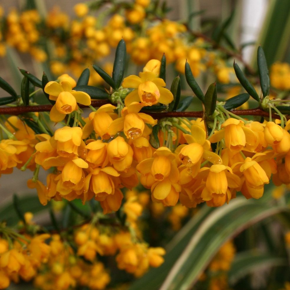 Berberis x stenophylla