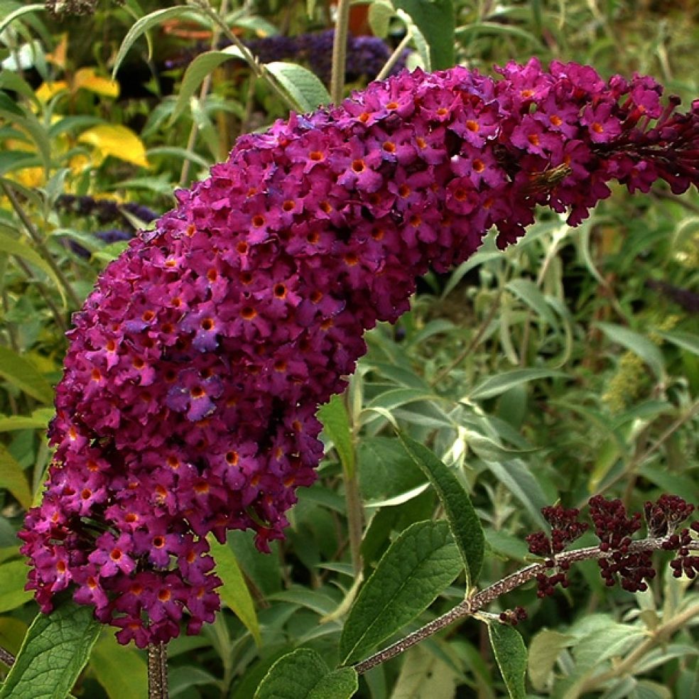 Buddleia dav. Royal Red