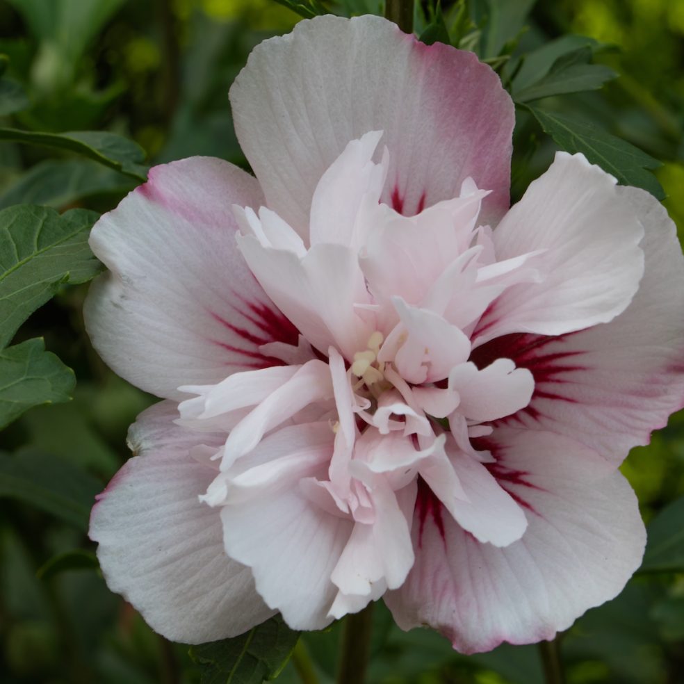 Hibiscus Lady Stanley