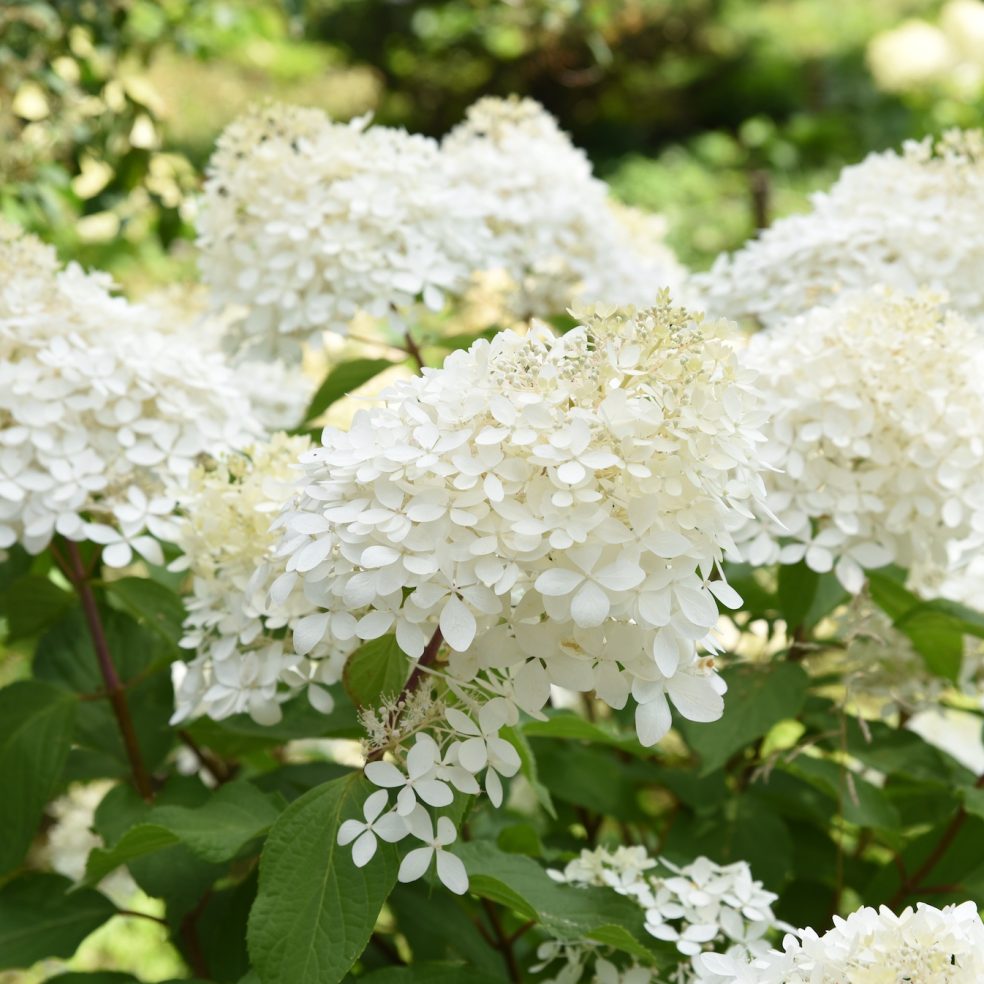 Hydrangea Phantom