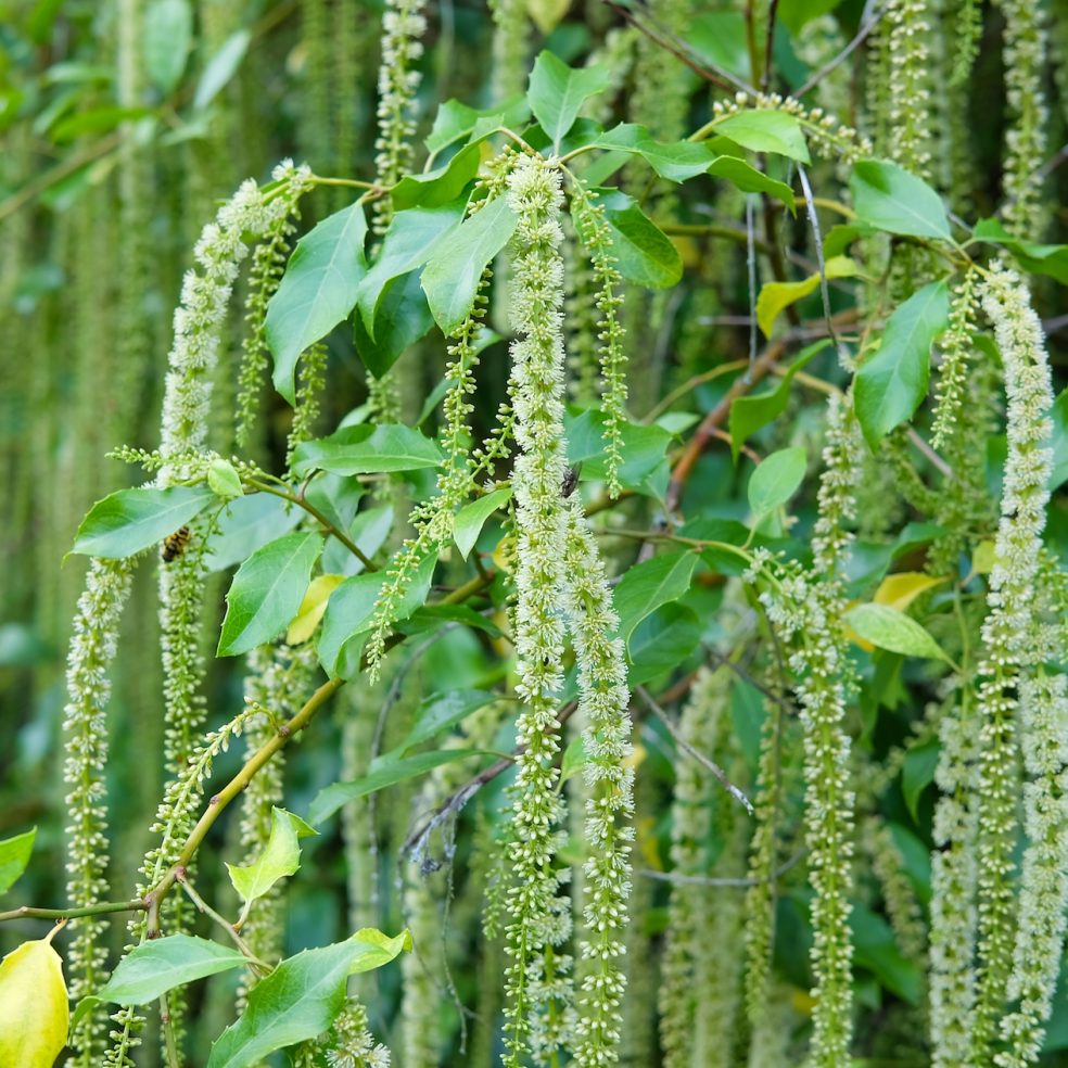 Itea ilicifolia