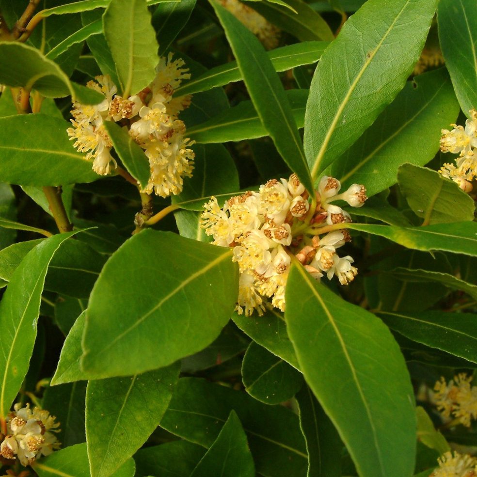 Laurus nobilis