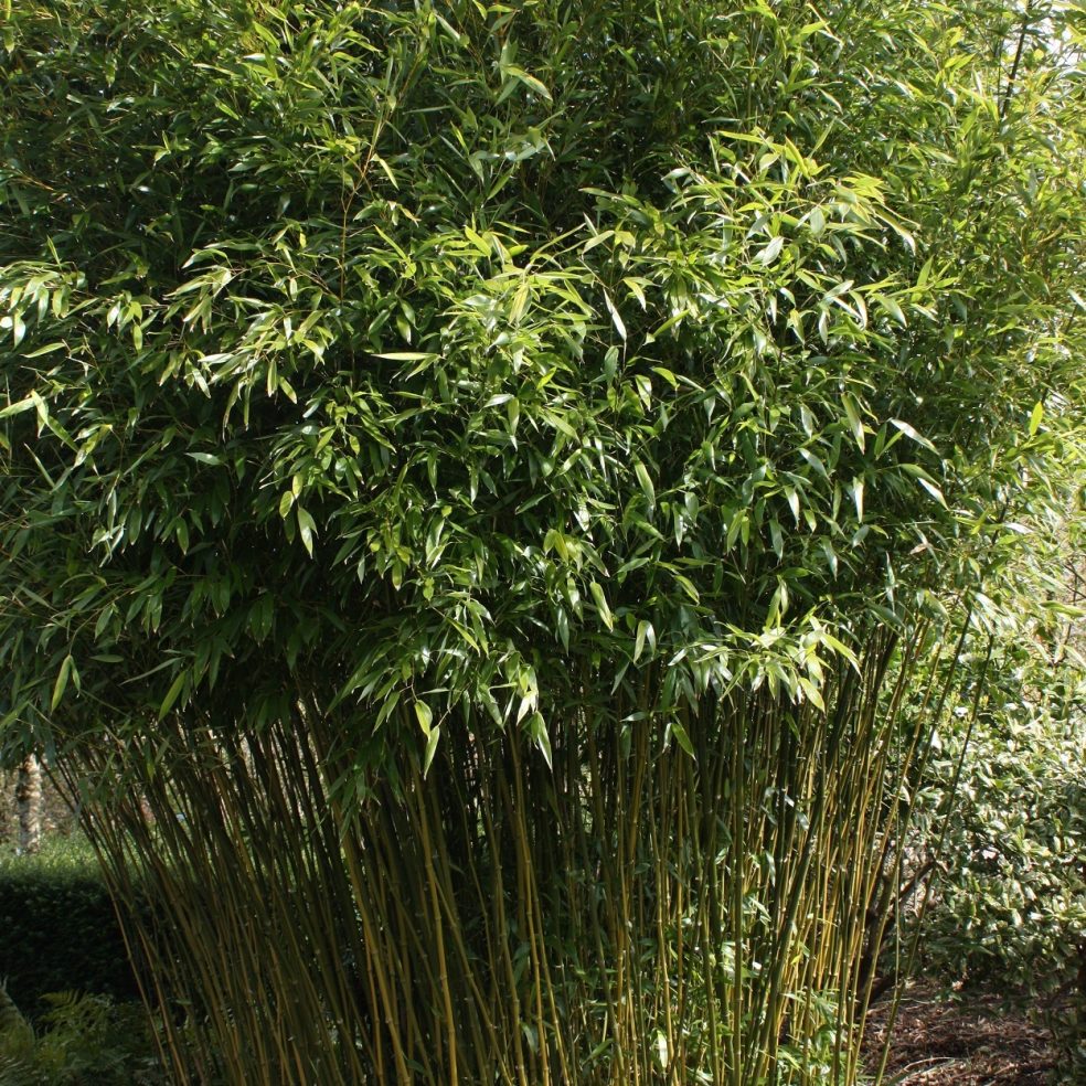 Phyllostachys bissettii