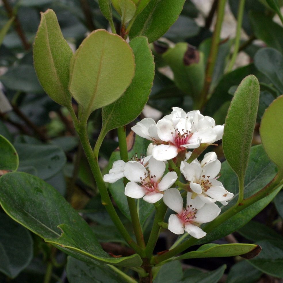 Rhaphiolepis Umbellata