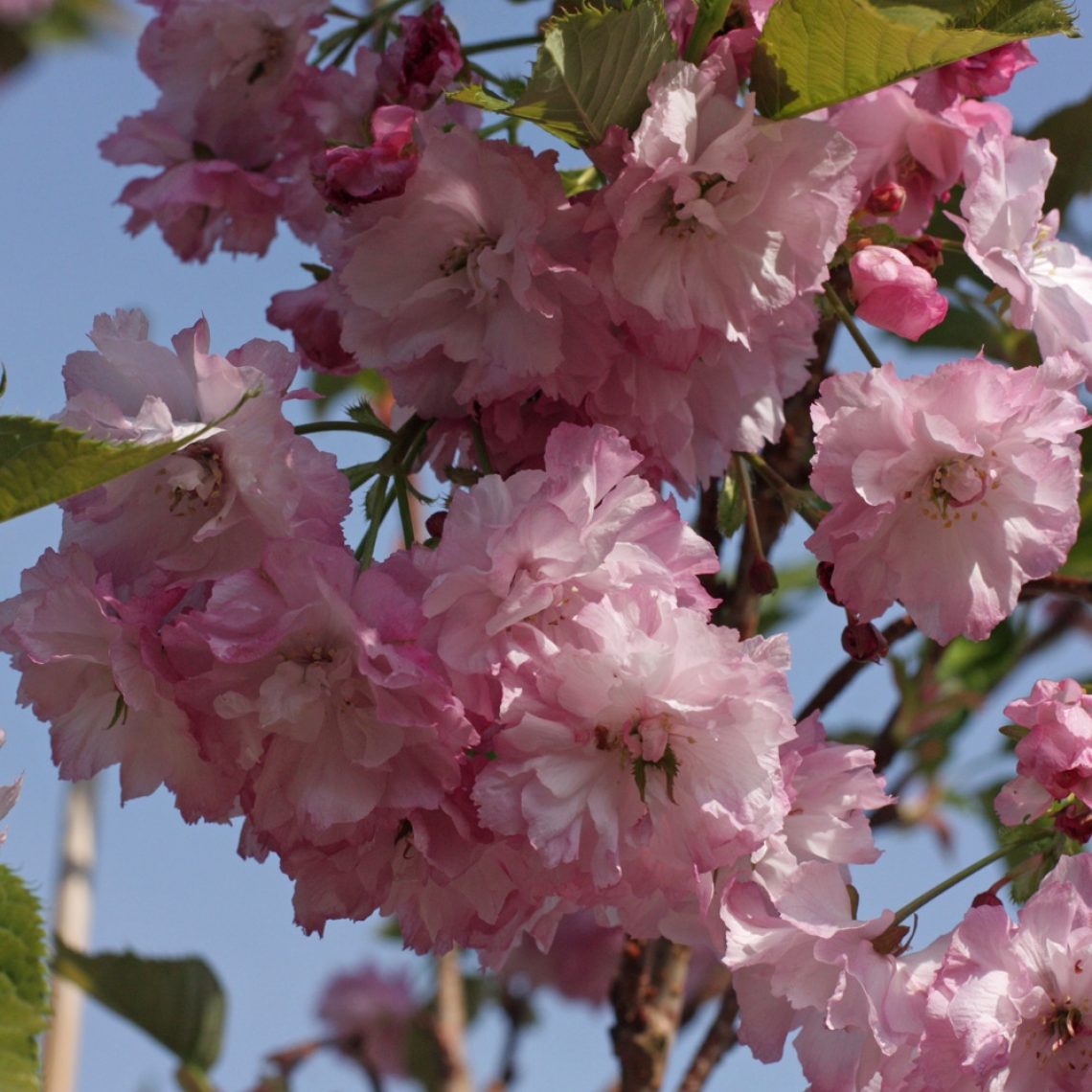 Prunus Pink Perfection