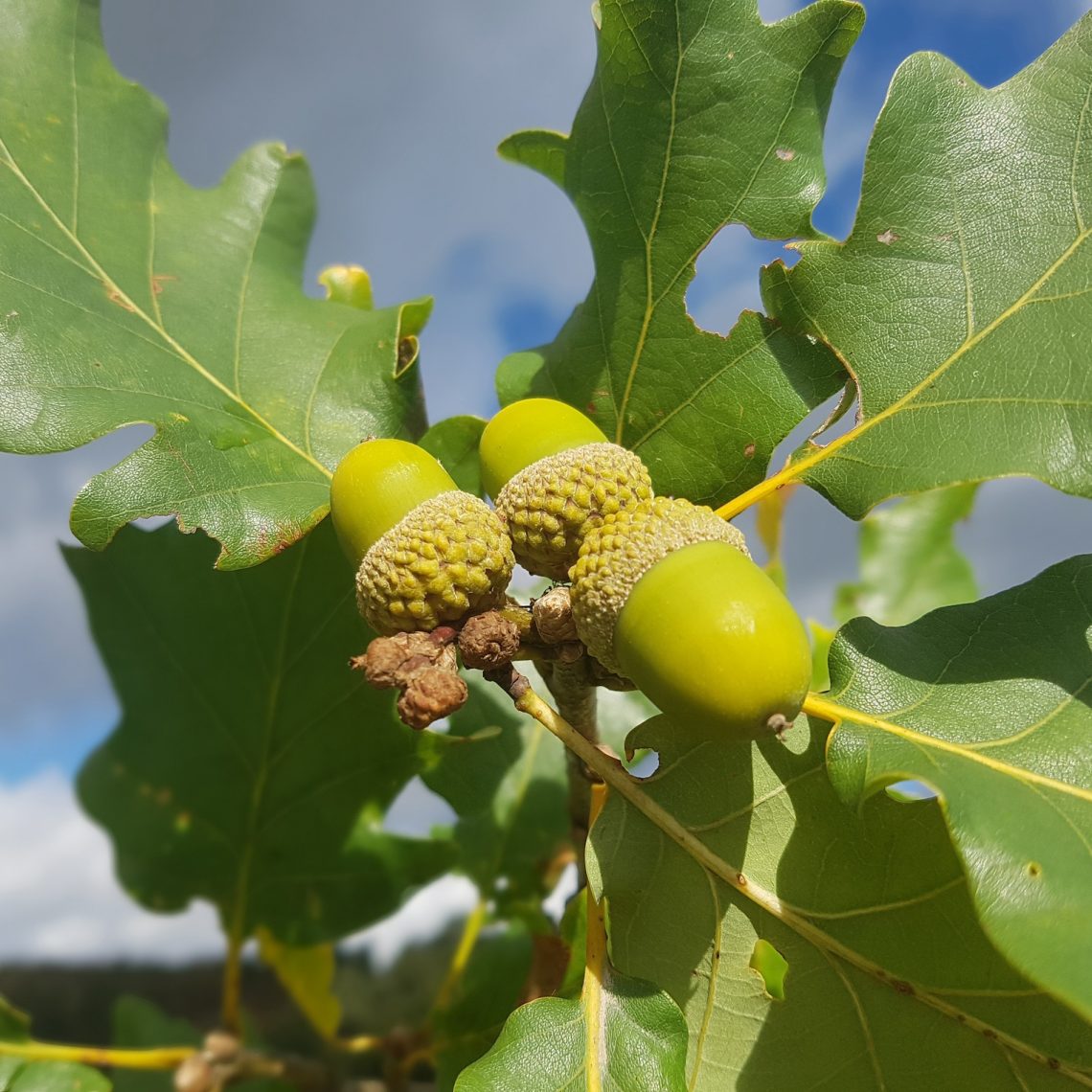 Quercus Petraea