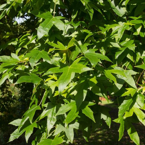 Liquidambar styraciflua