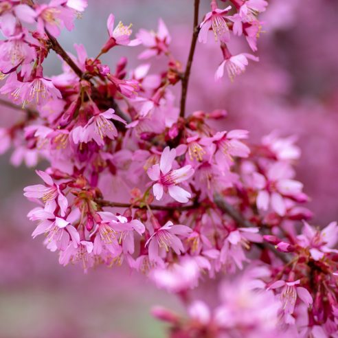 Prunus Okame