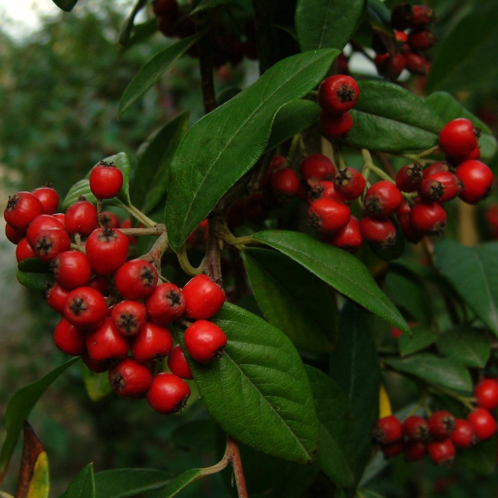 Cotoneast. Hybridus Pendulus