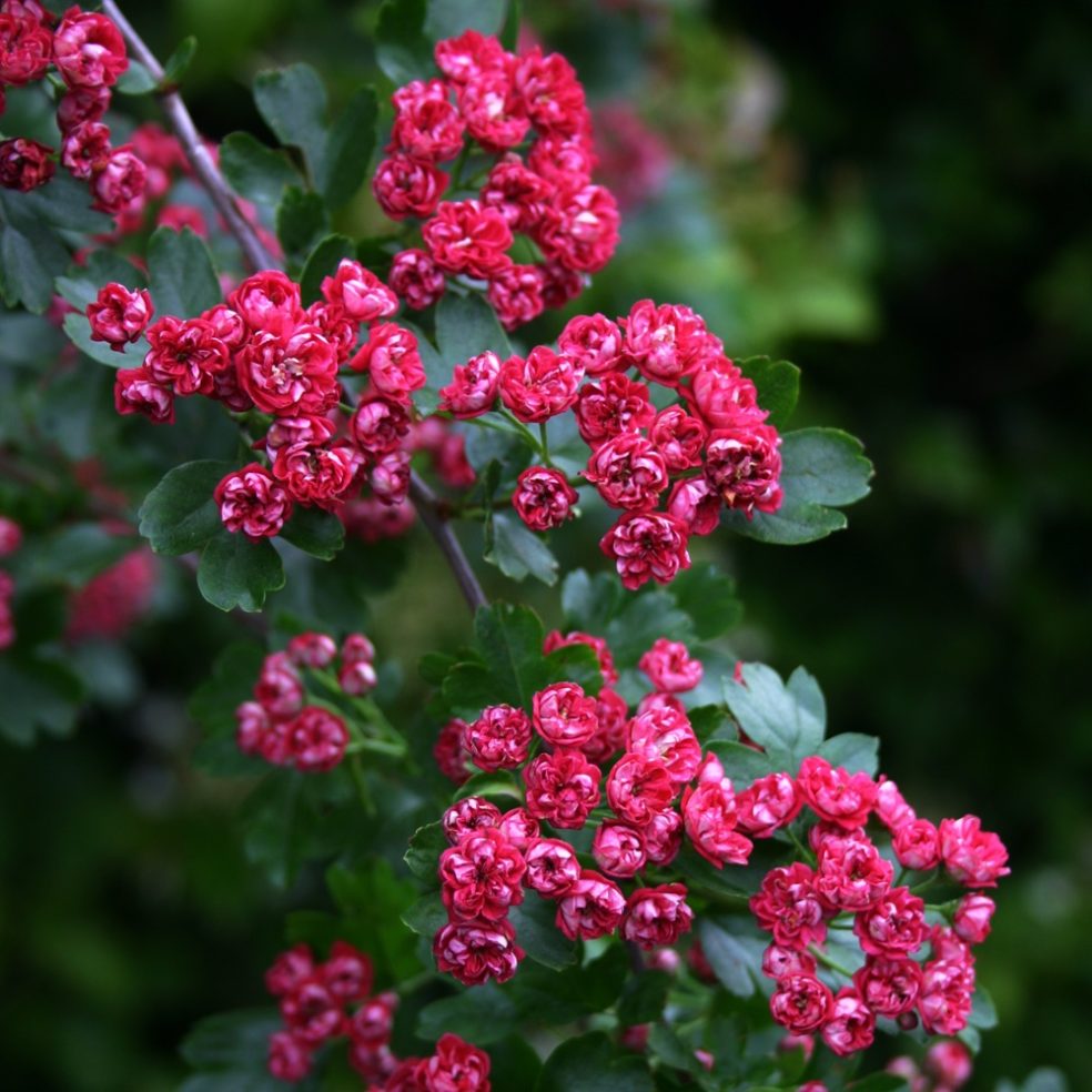 Crataegus Pauls Scarlet