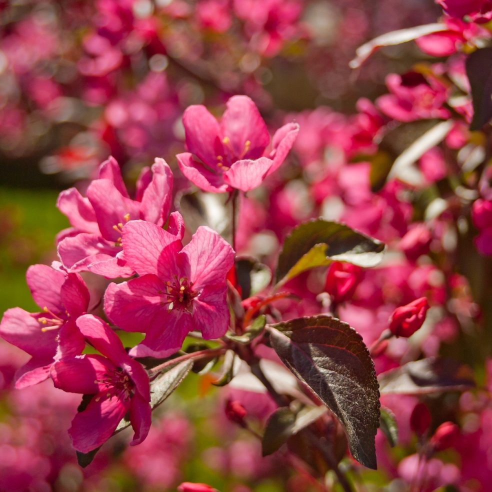 Malus Royal Beauty