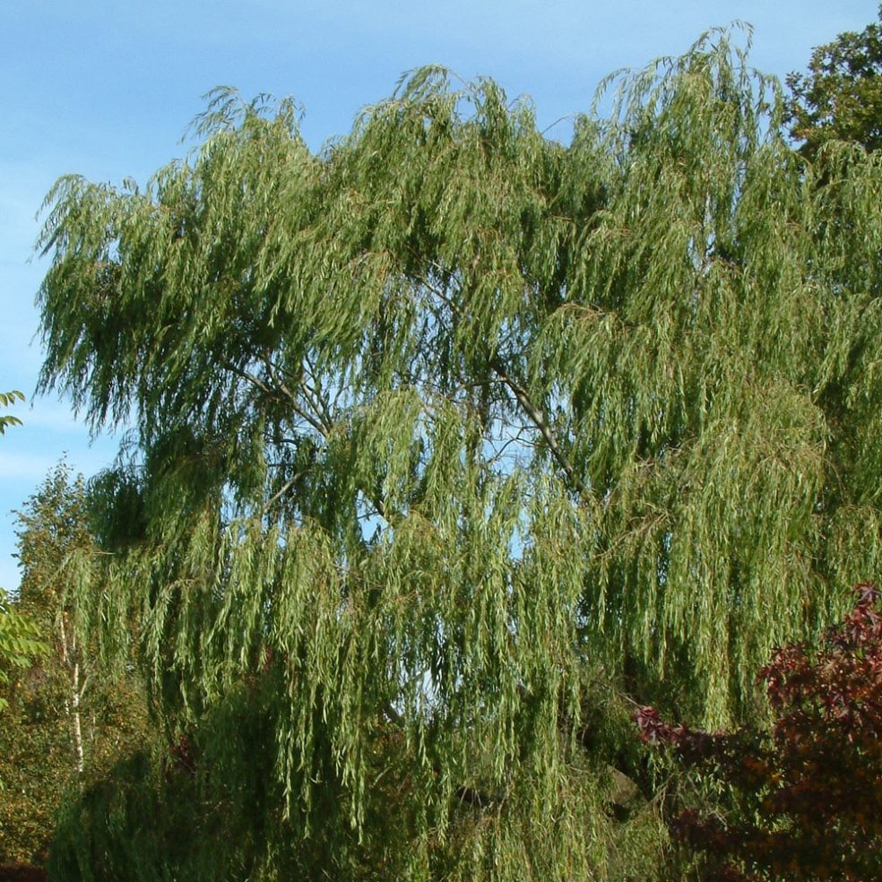 Salix Chrysocoma