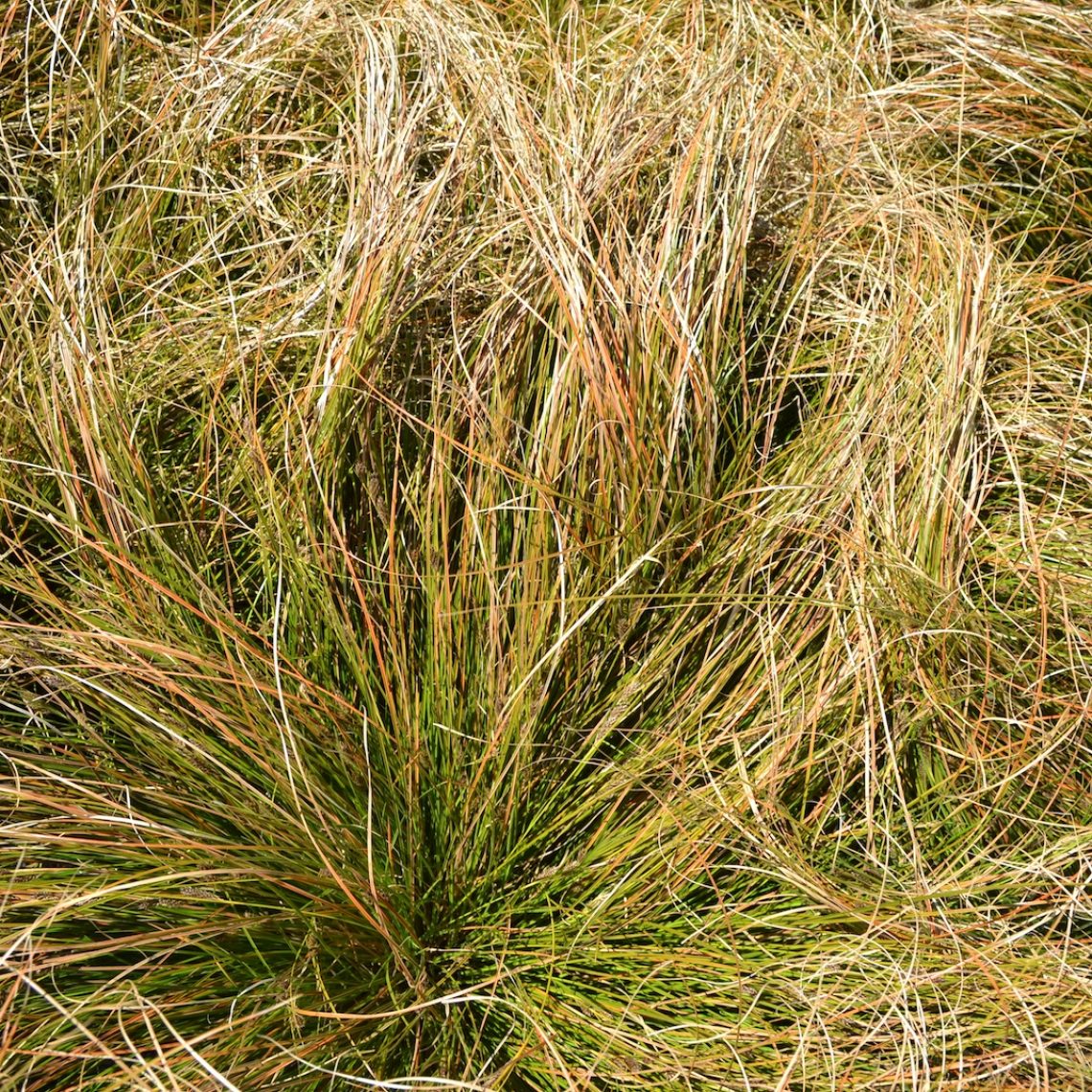 Carex testacea