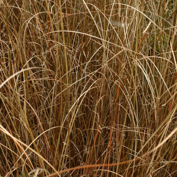 Stipa arundinacea