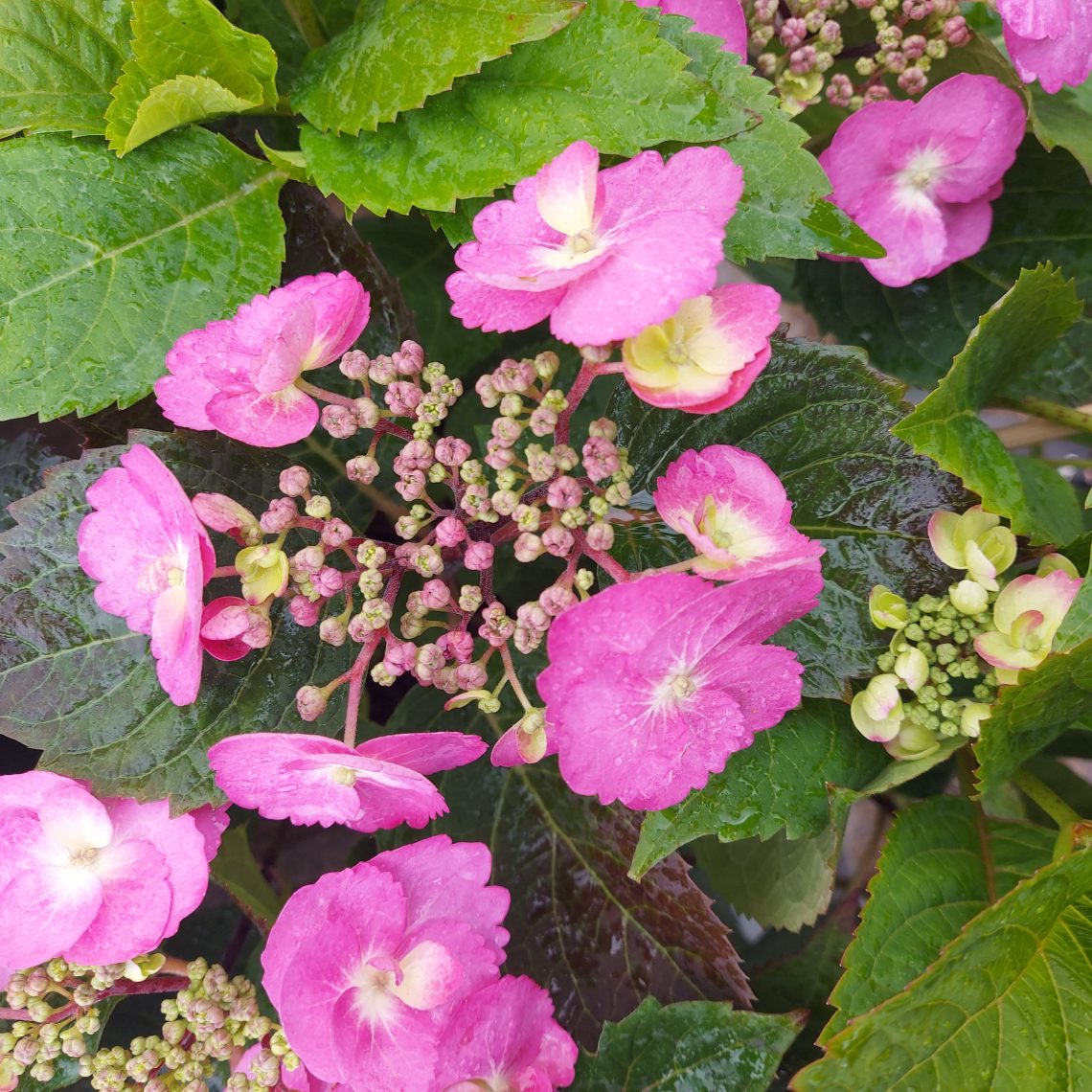 Hydrangea Cotton Candy