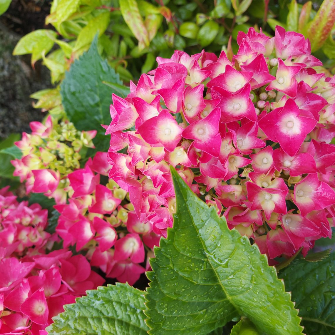 Hydrangea Macrophylla Leuchtfeuer 8321