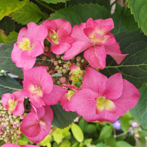 Strawberries and cream deals hydrangea