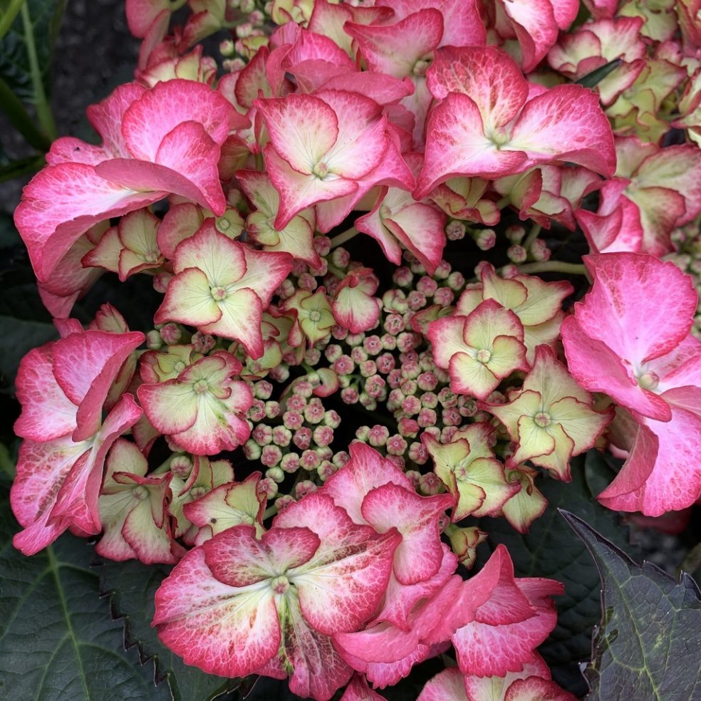 Hydrangea Tiffany Pink