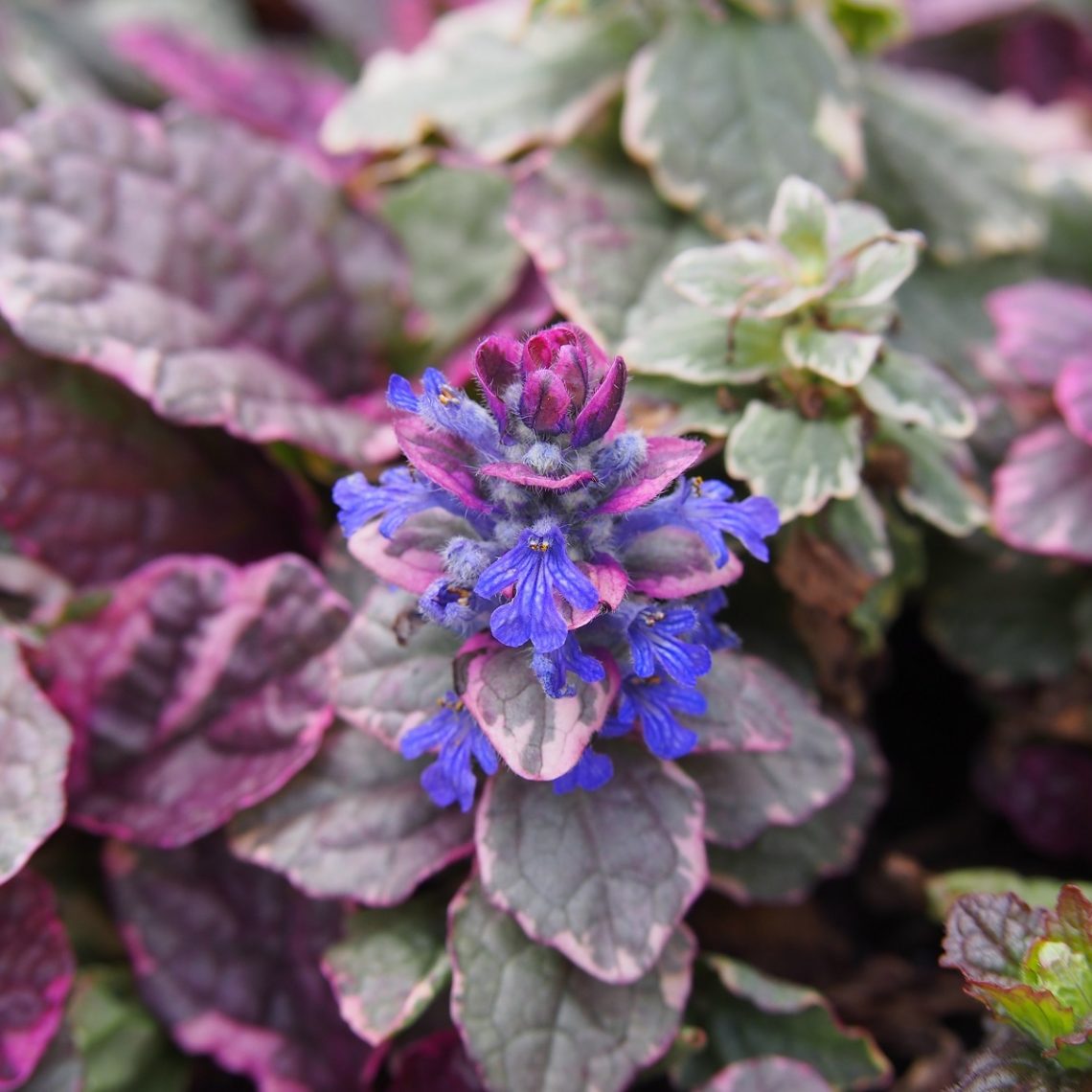 Ajuga Reptans Burgundy Glow