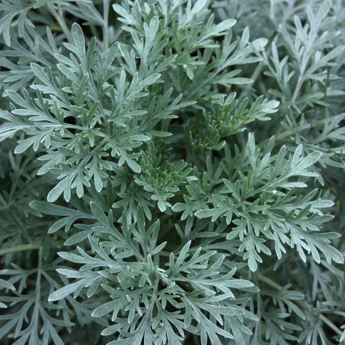 Artemisia Powis Castle