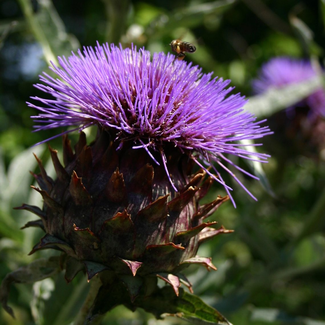 Cynara cardunculus