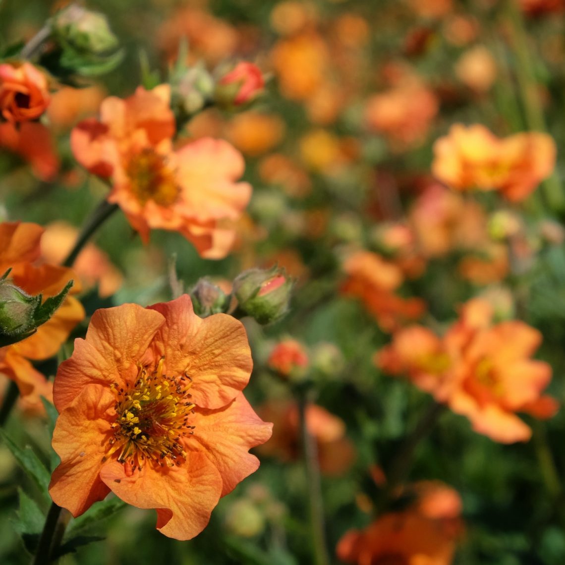 Geum Totally Tangerine