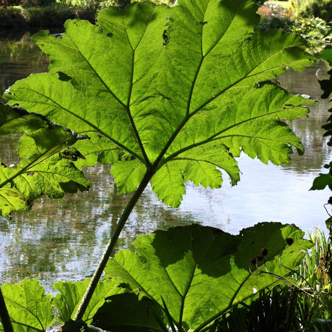 Gunnera manicata 