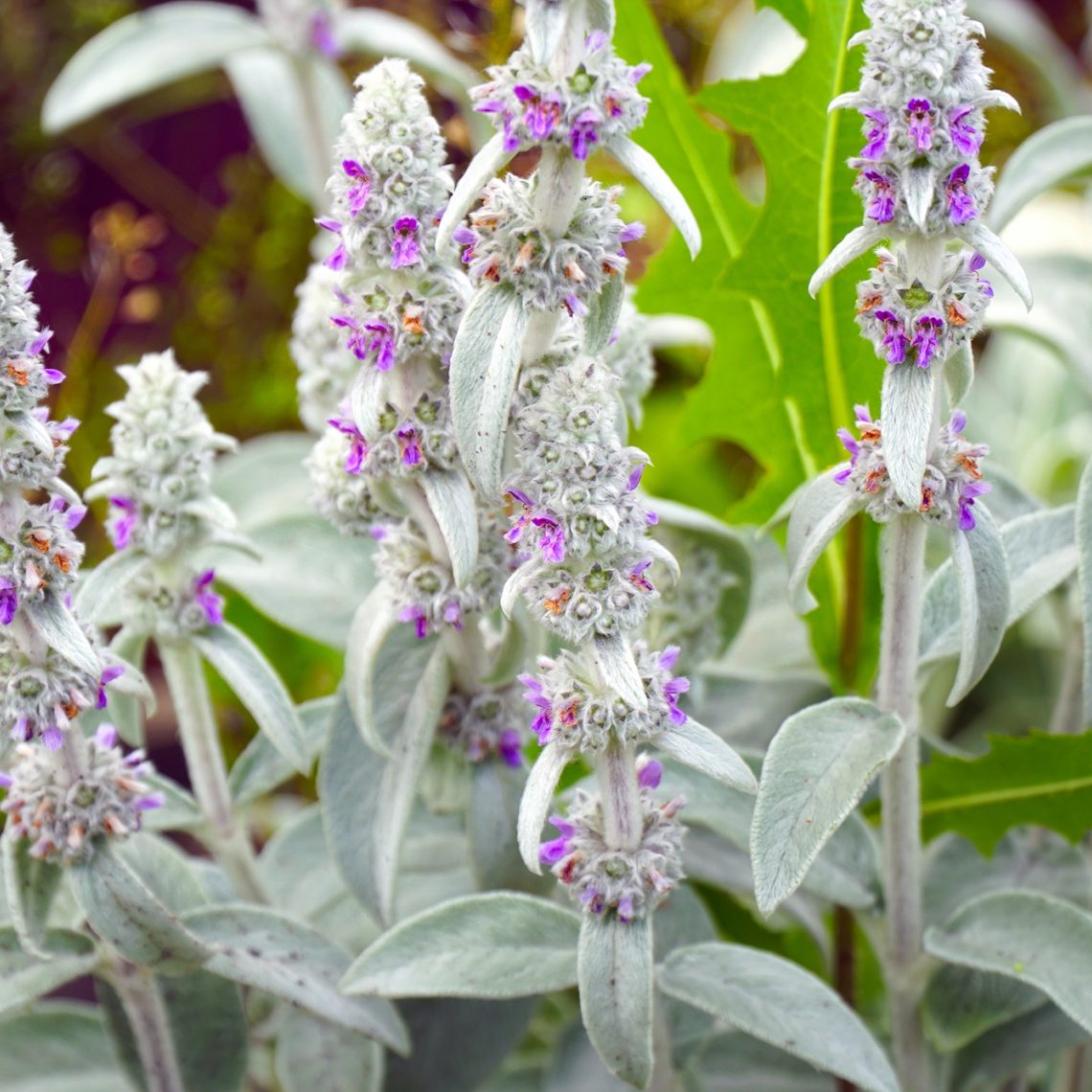 Stachys Byzantina