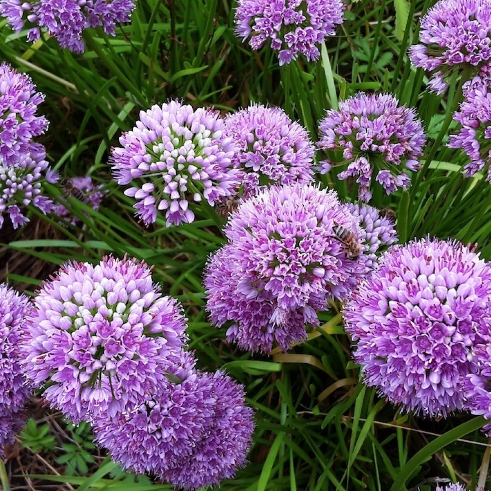 Allium Summer Beauty