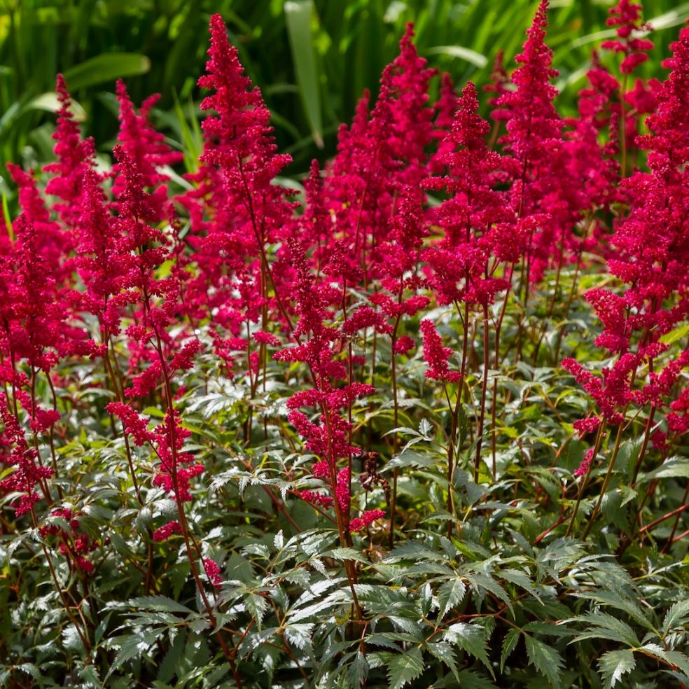 Astilbe Red Sentinel