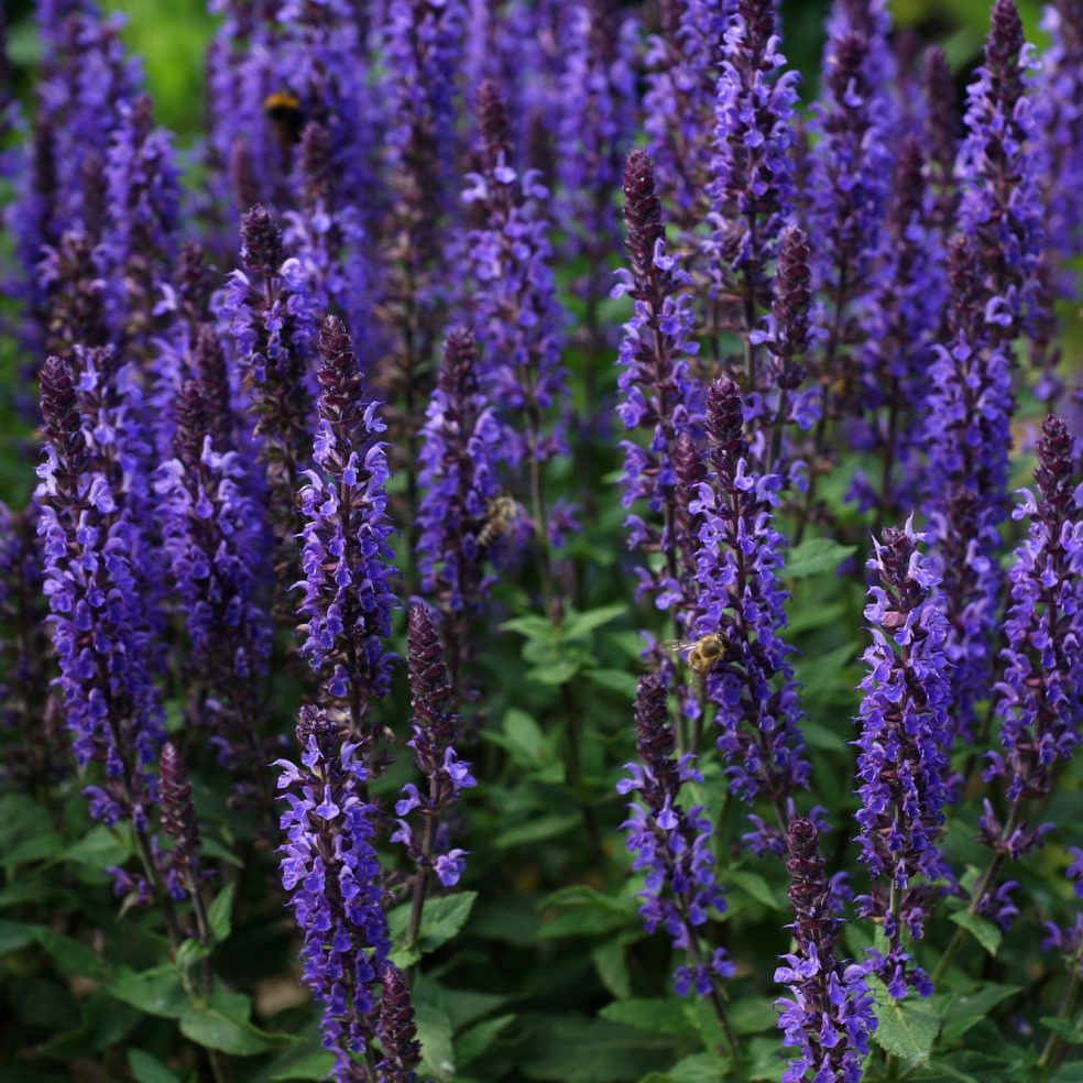 Salvia Mystic Spires