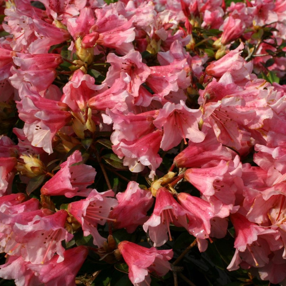 Rhodo. Wee Bee