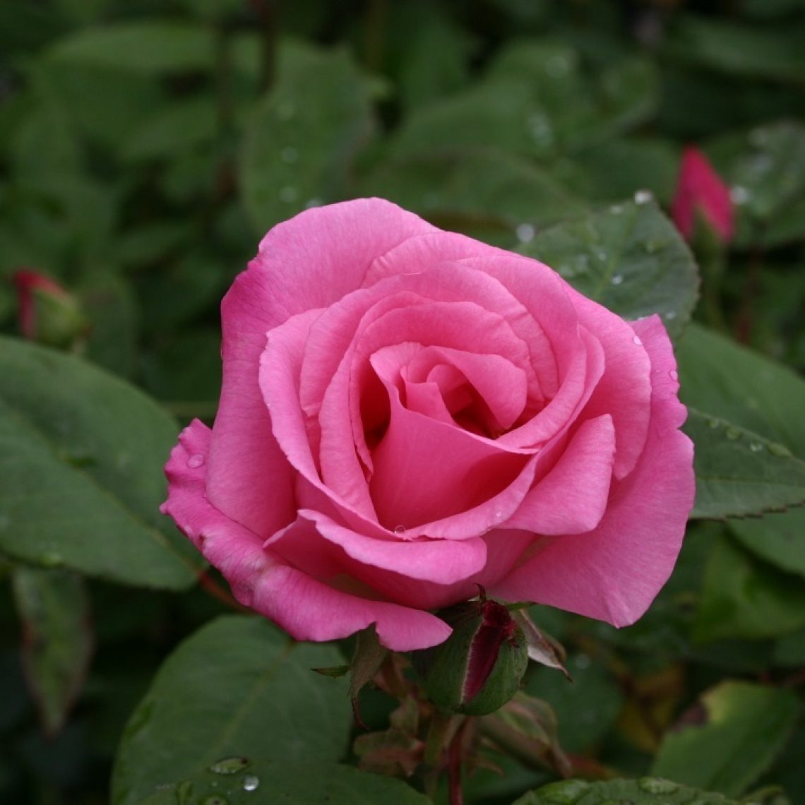 Rosa Zepherine Drouhin