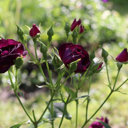 Duchy of Cornwall Nursery