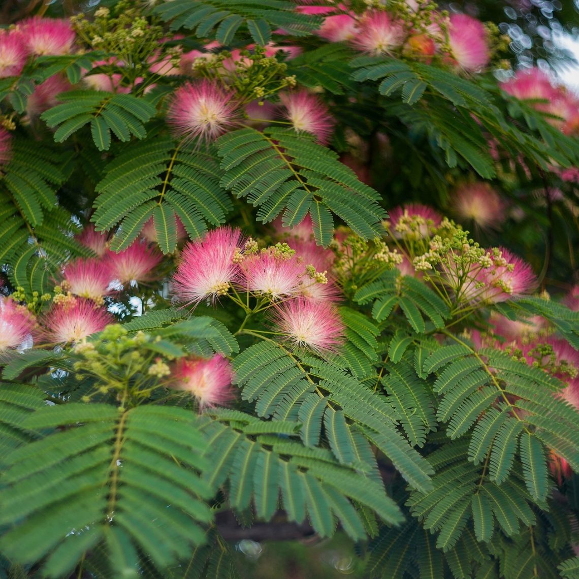 Albizia julibrissin Evey's Pride Std