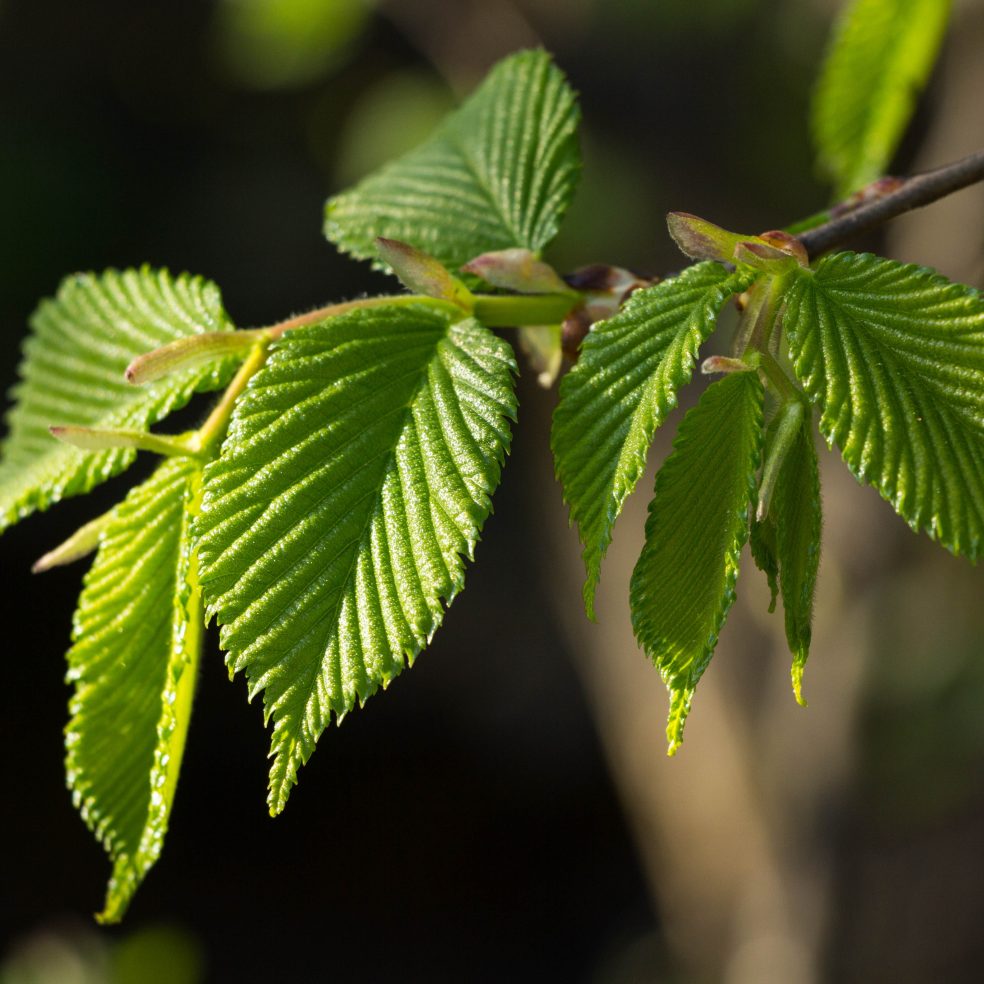 Carpinus betulus AGM